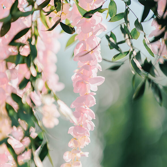 FlorÈsie